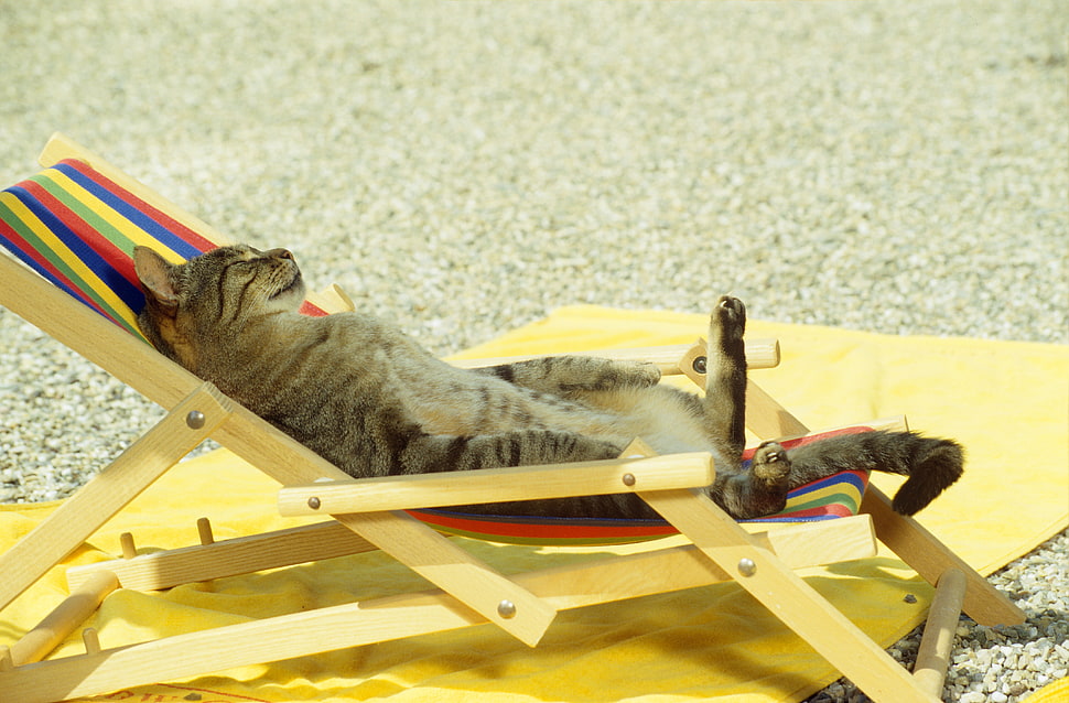 silver tabby ca HD wallpaper