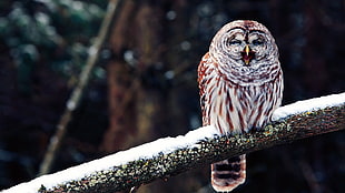 beige and brown owl, birds, branch, owl, snow