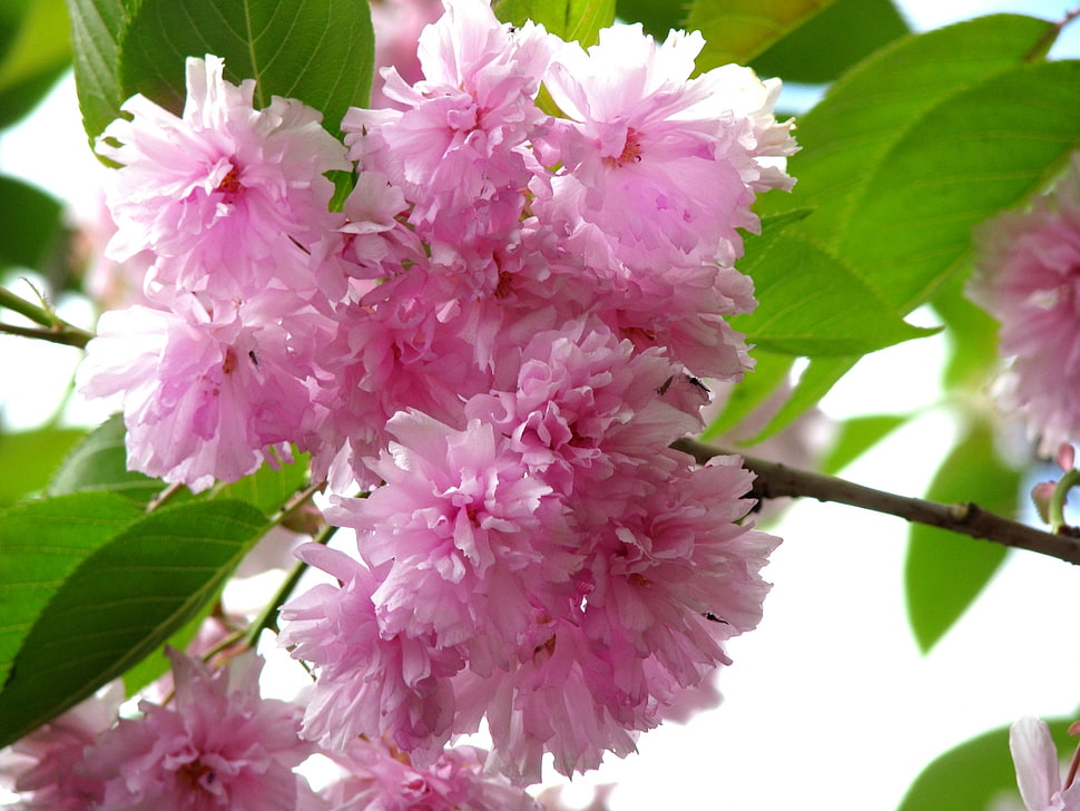 pink petaled flower at daytime HD wallpaper