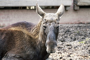 selective focus photography brown and black animal HD wallpaper