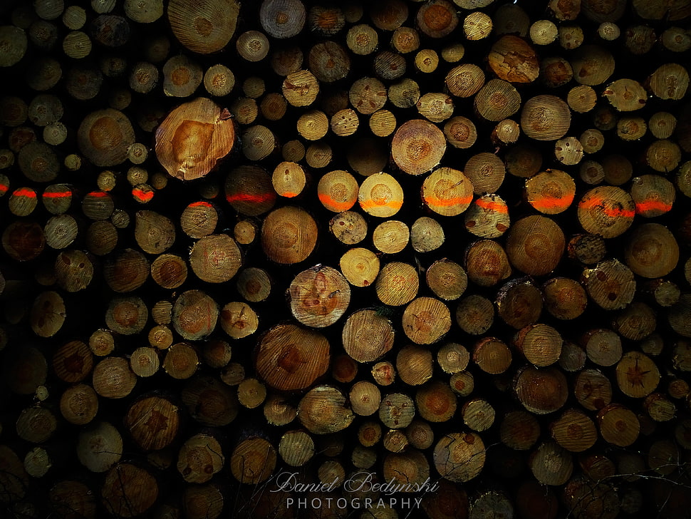 pile of tree logs, nature, natural light HD wallpaper