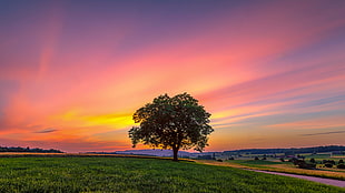 silhouette photo of tree during golden hour, affoltern HD wallpaper