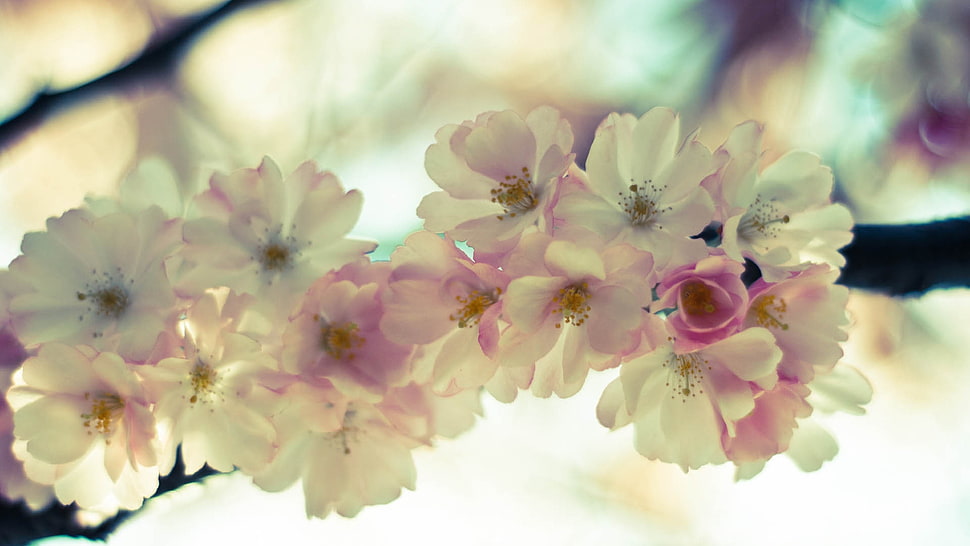 white and pink petaled flower wallpaper HD wallpaper