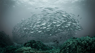 school of gray fish, nature, water, underwater, sea HD wallpaper