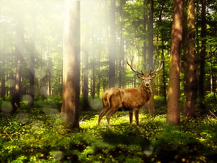 brown deer in forest during daytime