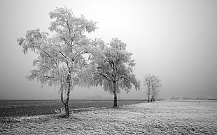 gray trees, landscape, nature, trees, winter
