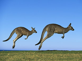 two Kangaroo jumping during daytime