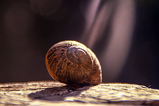 brown snail shell, Snail, Shell, Close-up HD wallpaper