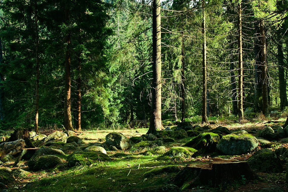 landscape, trees, forest HD wallpaper