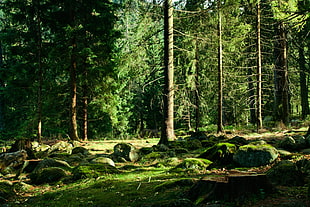 landscape, trees, forest HD wallpaper