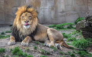 lion animal HD wallpaper