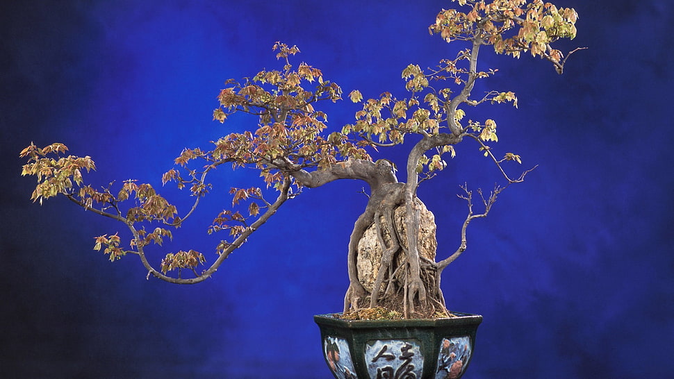 brown bonsai, nature, bonsai HD wallpaper