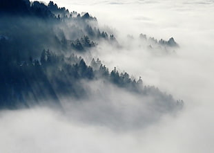 foggy trees HD wallpaper