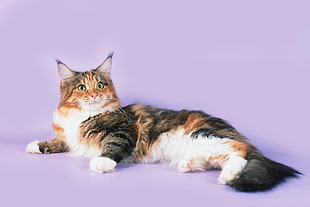 photo of short fur brown, white, and black cat laying