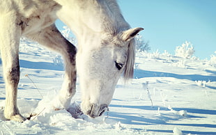 white horse under blue sky during winter