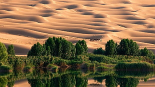desert and trees, desert, dune, trees, nature HD wallpaper