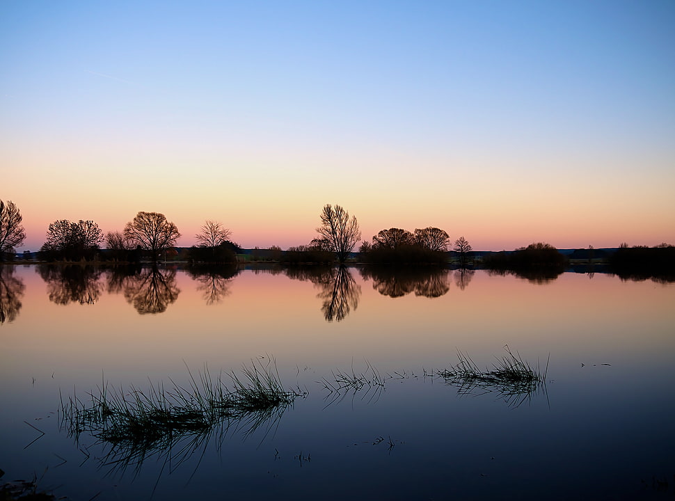 silhouette photo of tree HD wallpaper