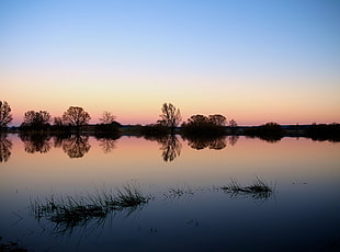 silhouette photo of tree HD wallpaper