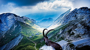 mountains digital wallpaper, landscape, animals