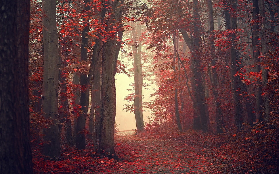 widening road center of red leafed trees digital wallpaper, landscape, nature, fall, trees HD wallpaper