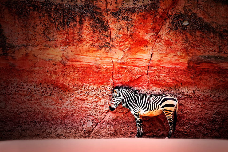 black and white zebra, animals, zebras HD wallpaper