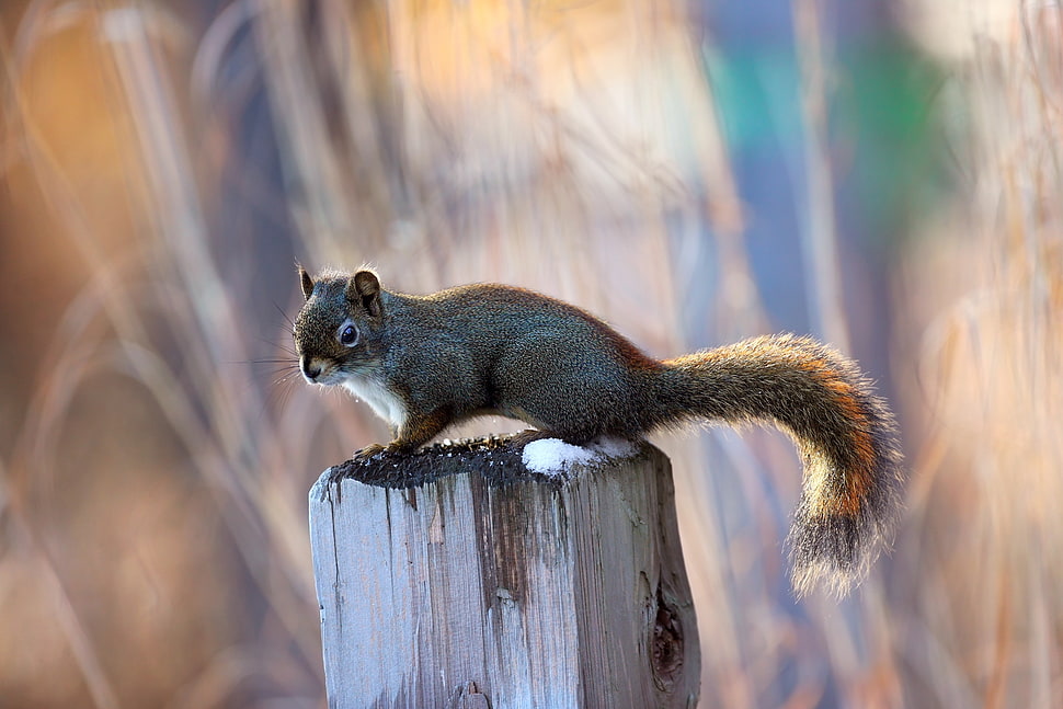 brown and black Squirrel photo HD wallpaper