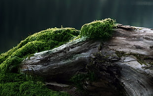 shallow focus of gray tree with green leaves