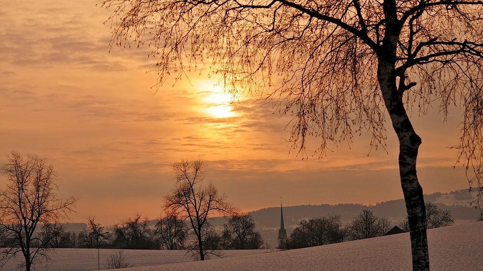 leafless trees during sunset HD wallpaper