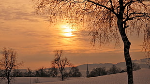 leafless trees during sunset