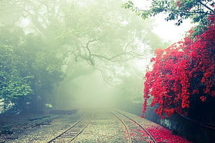 landscape photography of train rail and forest HD wallpaper