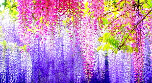 landscape photo of petaled flower HD wallpaper