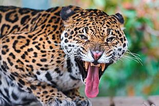 macro shot photography of leopard