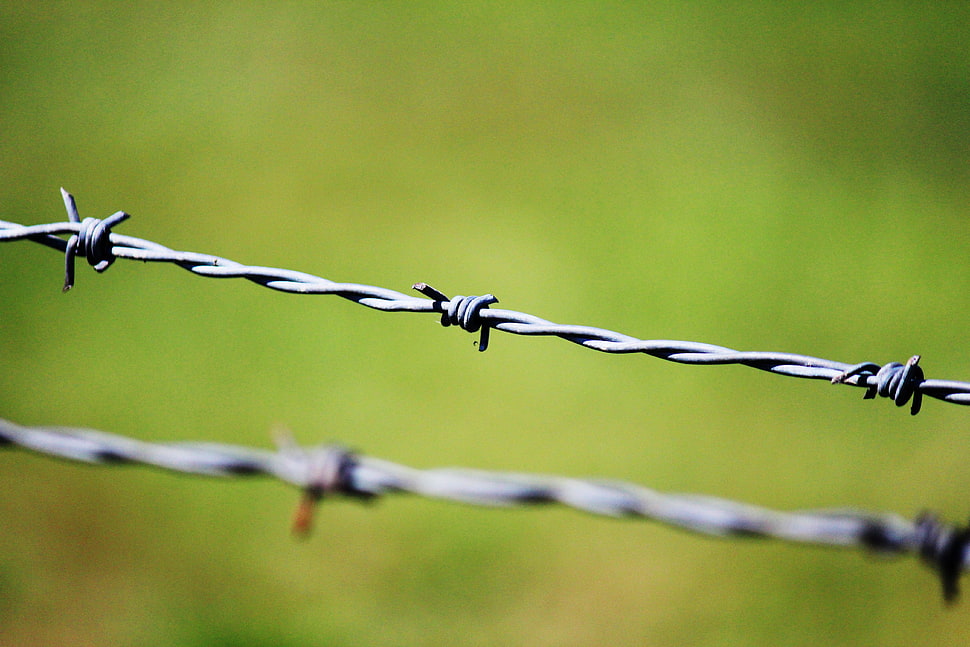 gray metal barbwire in self-focus photo HD wallpaper