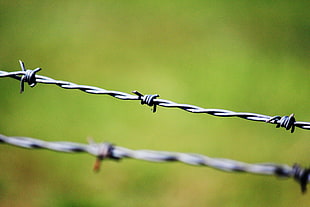 gray metal barbwire in self-focus photo HD wallpaper