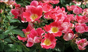 close-up photography pink-and-red petaled flowers