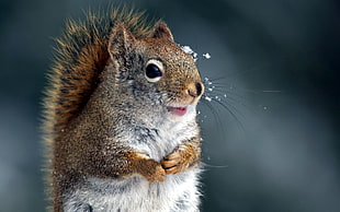 animal in snow HD wallpaper