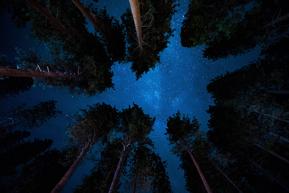 starry sky, Starry sky, Night, Trees HD wallpaper