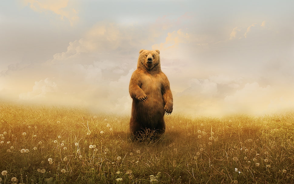 brown bear standing on grasses HD wallpaper