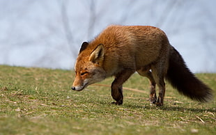 brown coyote HD wallpaper