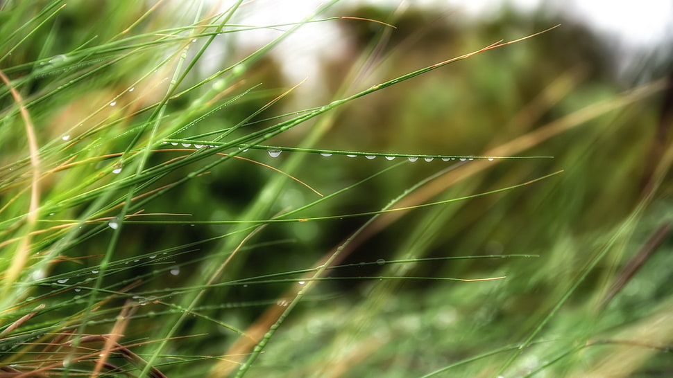 macro shoot of green grass HD wallpaper