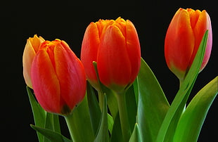 orange Tulips