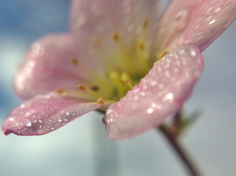 macro photography of pink petaled flower with water dew HD wallpaper