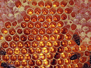 photo of honey comb with bees HD wallpaper
