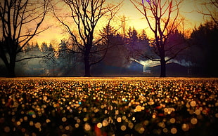 leafless tree, trees, closeup, grass