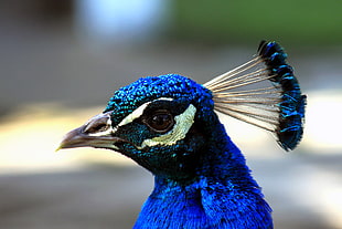 close up photo of blue peacock HD wallpaper