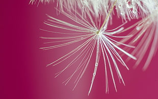 white dandelion in focus lens photography