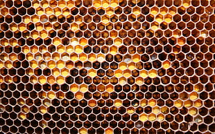 honey cone HD wallpaper