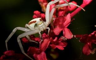 white crab spider perched on red petaled flower in closeup photography