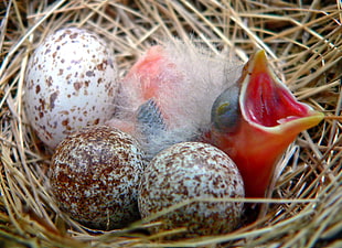 wildlife photography of newly hatch bird on nest HD wallpaper
