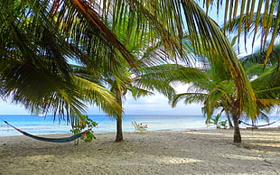green coconut tree, nature, photography, landscape, beach HD wallpaper